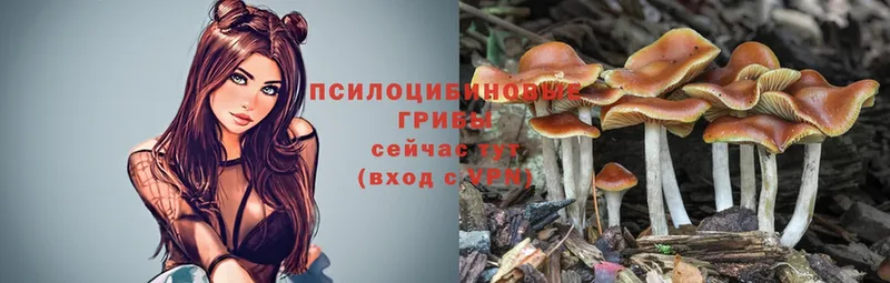 Галлюциногенные грибы Psilocybe  Ногинск 